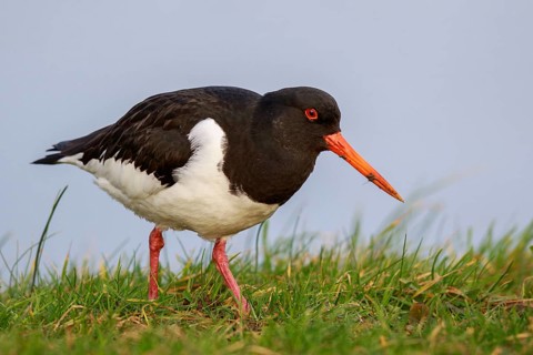 Eurasian Oystercatcher (Haematopus ostralegus), Netherlands
