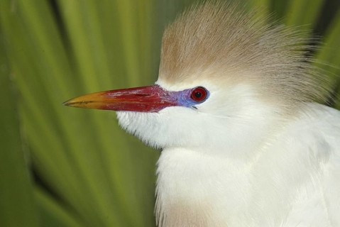 Western Cattle Egret (Bubulcus ibis), Florida, USA