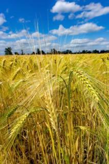 Grain field, in front of harvest, barley, near Bottrop-Kirchhellen, North Rhine-Westphalia, Germany