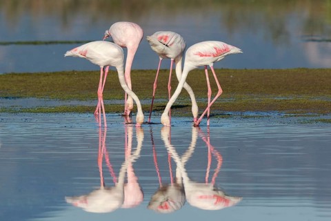 Greater Flamingo (Phoenicopterus roseus) group foraging in shallow water, Greece