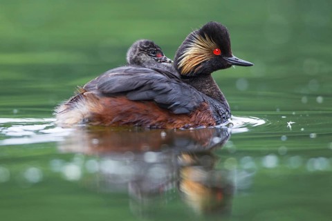 Podiceps nigricollis