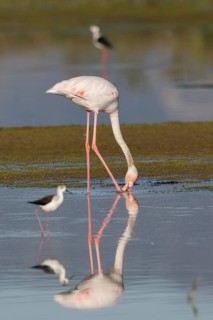 Greater Flamingo (Phoenicopterus roseus) foraging in shallow water, Greece