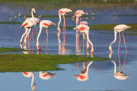 Greater Flamingo (Phoenicopterus roseus) group foraging in shallow water, Greece
