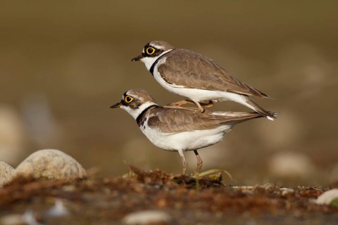 Little Ringed Plover (Charadrius dubius) pair mating, North Rhine-Westphalia, Germany