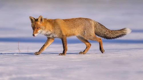 Red fox (Vulpes vulpes), foraging in a meadow covered with snow, Swabian Alb biosphere reserve,