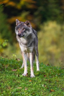 A eurasian gray wolf (Canis lupus lupus) stands on a meadow on a hill with a colourful foliage in