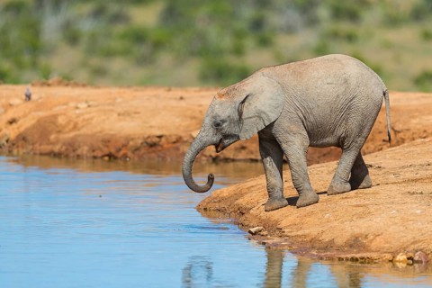African elephant, (Loxodonta african), Addo Elephant National Park, Addo Camp, Western Cape, South