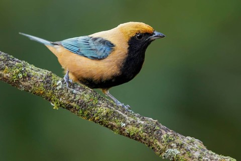 Burnished-buff Tanager (Tangara cayana) perched on a branch in the Atlantic Rainforest Region of