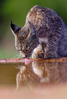 Lynx pardinus at a waterhole, Castilla-La Mancha, Spain