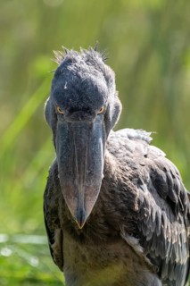 Shoebill (Balaeniceps rex), juvenile, animal portrait, evil eye, swamps of Mabamba, Lake Victoria,