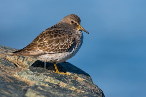 Rock Sandpiper (Calidris ptilocnemis), British Columbia, Canada