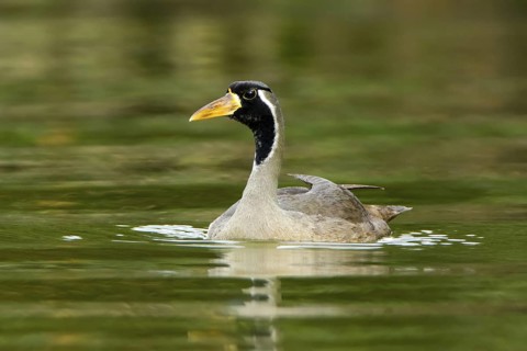 Masked Finfoot (Heliopais personatus) male, Seletar Reservoir, Singapore
