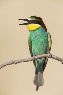 Bee-eater, (Merops apiaster), Animals, Birds, Raptor family, Perching station, Muselievo,