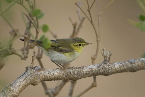 Wood Warbler (Phylloscopus sibilatrix), Oman