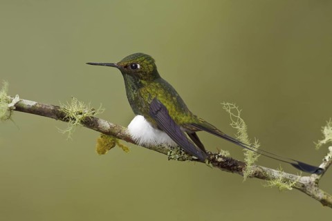 Booted Racket-tail (Ocreatus underwoodii), Ecuador