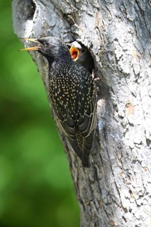 Starling (Sturnus vulgaris) feeding the young bird in a woodpecker cavity, North Rhine-Westphalia,