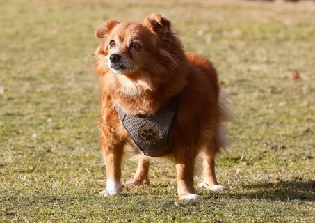 Chihuahua-Spitz crossbreed (Canis lupus familiaris), standing from the front on the meadow, North
