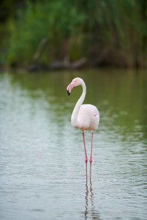 Greater Flamingo (Phoenicopterus roseus) walking in the water, Parc Naturel Regional de Camargue,