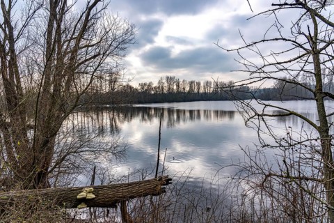 The Bislicher Insel, nature reserve on the Rhine, Altrheinarm, near Xanten, Lower Rhine, Wesel