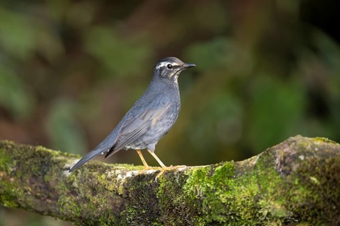 Siberian Thrush (Geokichla sibirica) male perched on a mossy log, Pahang, Malaysia