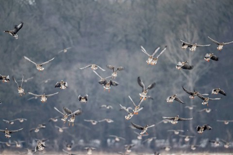 White-fronted geese (Anser albifrons), Lower Saxony, Germany