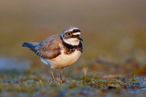Little Ringed Plover (Charadrius dubius) male, North Rhine-Westphalia, Germany