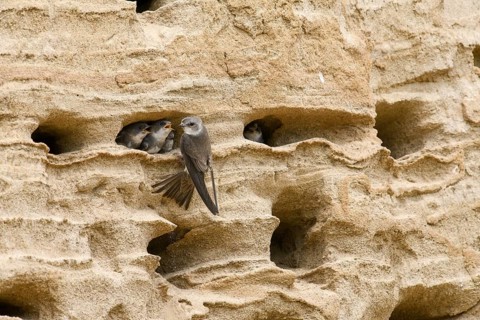 Sand martin (Riparia riparia) nesting in a sand pit Sand excavation and feeding chicks in a nest in