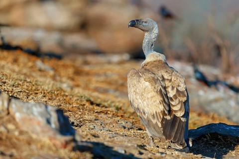 Cape Vulture, also cape griffon (Gyps coprotheres), Giant's Castle Hide, KwaZulu-Natal, South