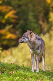A eurasian gray wolf (Canis lupus lupus) stands on a meadow on a hill with a colourful foliage in