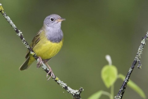 Connecticut Warbler (Oporornis agilis), Manitoba, Canada