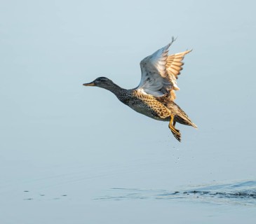 Gadwall (Mareca strepera), female in flight, Lower Saxony, Germany