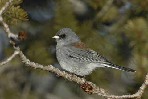 Grey-headed Junco (Junco hyemalis caniceps), New Mexico, USA