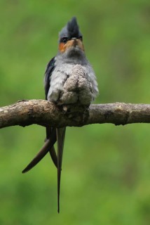 Crested Treeswift (Hemiprocne coronata) male with chick, Maharashtra, India