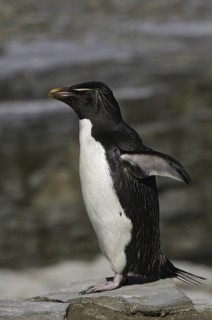 Southern Rockhopper Penguin (Eudyptes chrysocome), Falkland Islands