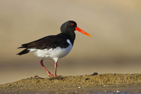 Eurasian Oystercatcher (Haematopus ostralegus) foraging, North Rhine-Westphalia, Germany