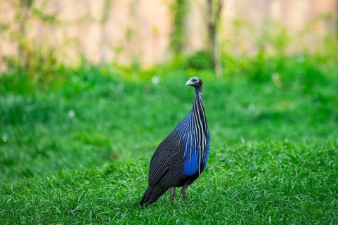 Vulturine guinea fowl (Acryllium vulturinum) standing on a meadow, Germany
