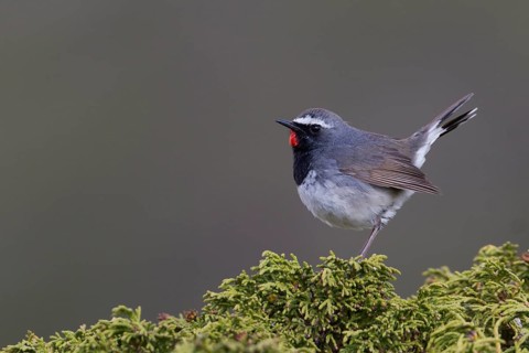 White-tailed Rubythroat - Bergrubinkehlchen - Calliope pectoralis ssp. ballioni, Kazakhstan, adult