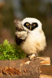 Spectacled Owl (Pulsatrix perspicillata) captive, juvenile perched on a log, Germany