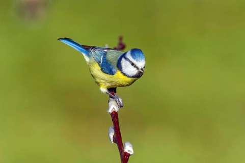 Blue tit (Cyanistes caeruleus) Blue Tit • Baden-Württemberg, Germany, Baden-Württemberg, Federal