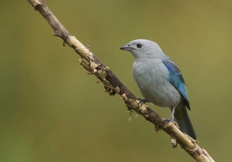 Blue-grey Tanager (Thraupis episcopus), Santo Domingo, Ecuador