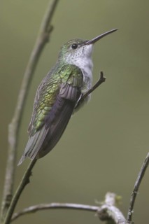 Green-and-white Hummingbird (Amazilia viridicauda), Machu Piccu Area, Peru