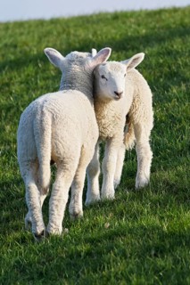 Domestic sheep (Ovis gmelini aries), two lambs cuddling on a dyke, young animals, baby animals,