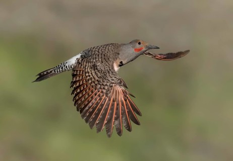 Northern Flicker (Colaptes auratus) male flying, British Columbia, Canada