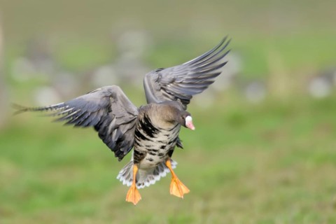 Greater White-fronted Goose (Anser albifrons), North Rhine-Westphalia