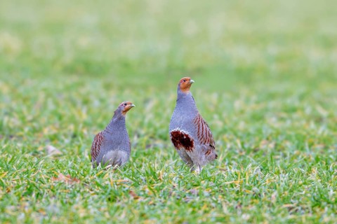 Grey partridge pair, English partridges, huns (Perdix perdix) male, cock and female, hen foraging