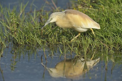 Rallenreiher (Ardeola ralloides) Sqacco Heron