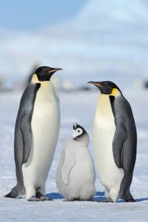 Emperor penguins, Aptenodytes forsteri, pair with chicks, Snow Hill Island, Antarctic Peninsula,