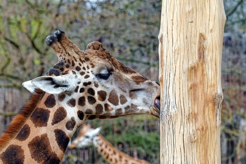 Rothschild's giraffe (Giraffa camelopardalis rothschildi) licking the wood of a tree trunk, animal