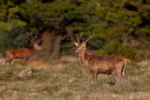 A young red deer (Cervus elaphus), also known as a red stag, is alert, rutting season, October,