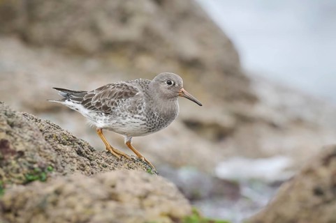 Purple Sandpiper (Calidris maritima), Asturias, Spain